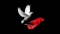 Magic show and magic doves Magic show and magic doves